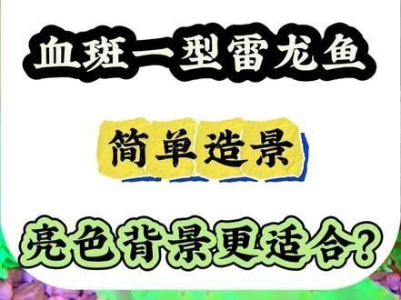 雷龍魚(yú)魚(yú)缸簡(jiǎn)單好看造景圖片大全