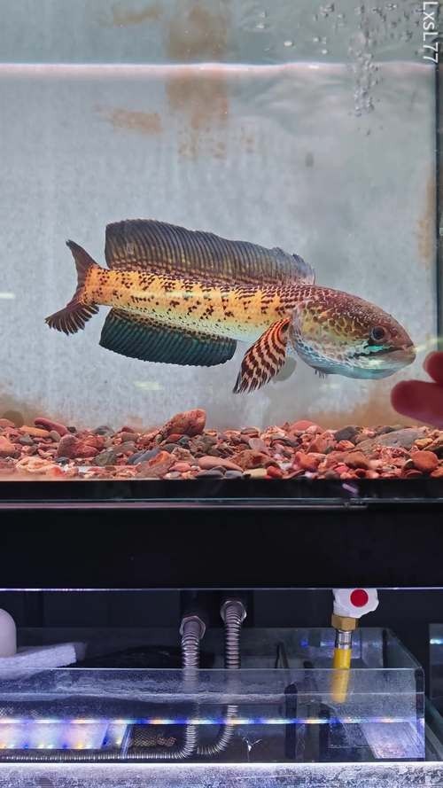 雷龍魚(yú)魚(yú)缸簡(jiǎn)單好看造景圖片大全