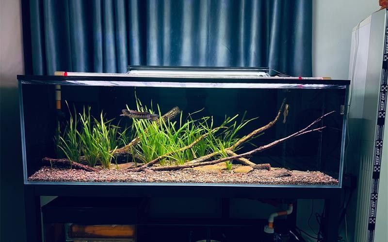 雷龍魚(yú)魚(yú)缸簡(jiǎn)單好看造景圖片大全