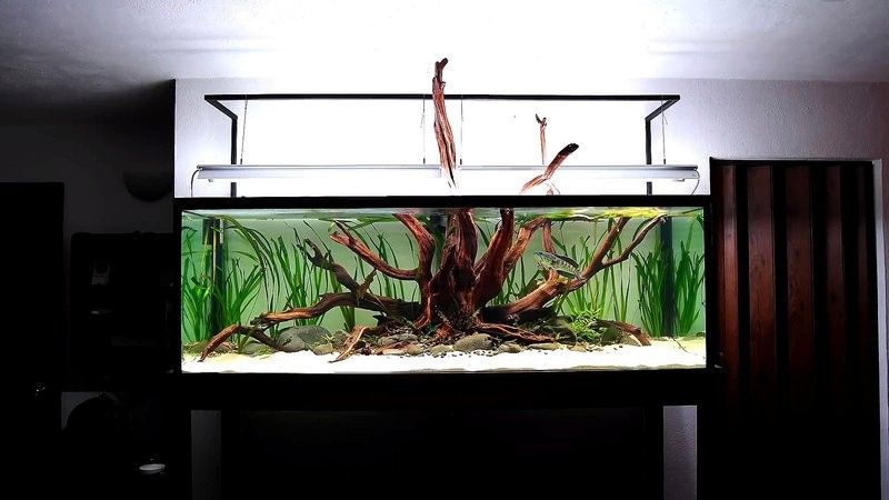 雷龍魚(yú)魚(yú)缸簡(jiǎn)單好看造景圖片大全