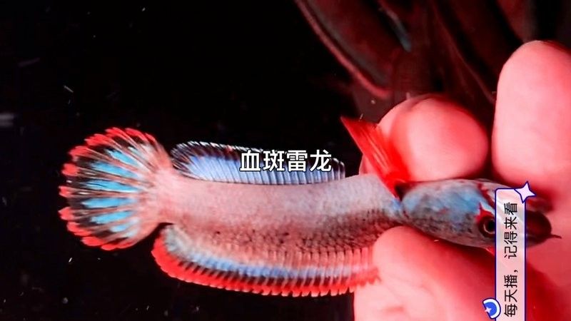 雷龍魚(yú)魚(yú)缸簡(jiǎn)單好看造景圖片大全
