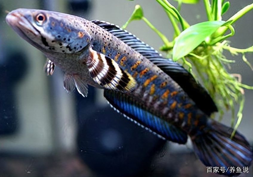 雷龍魚(yú)魚(yú)缸簡(jiǎn)單好看造景圖片大全