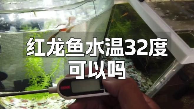 紅龍魚對新溫度有哪些反應？