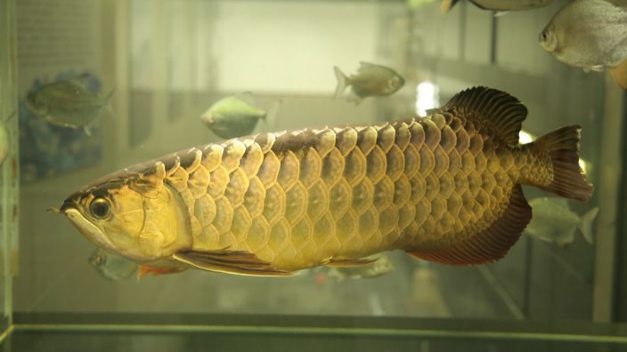藍底過背金龍魚（藍底過背金龍魚的養殖技巧，掌握這些養殖技巧可以提高成活率）