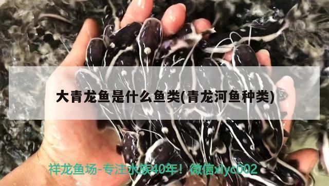 銀龍魚的水溫多少合適：銀龍魚最適宜水溫是多少