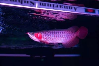 綠皮辣椒紅龍魚(yú)發(fā)色加速技巧：如何加速綠皮辣椒紅龍魚(yú)的發(fā)色