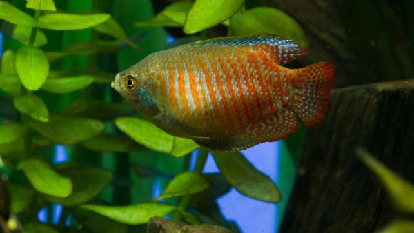 金龍魚的燈光顏色怎么調(diào)：金龍魚燈光顏色選擇指南金龍魚燈光顏色選擇指南