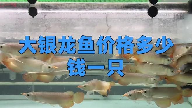 白色銀龍魚多少錢一條啊圖片