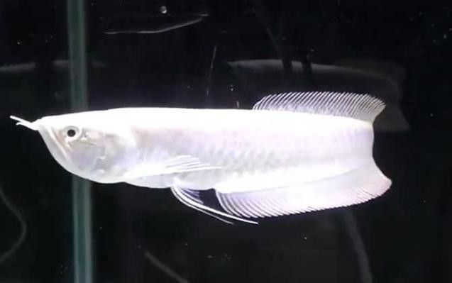 白色銀龍魚多少錢一條啊圖片