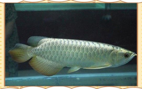 白色銀龍魚多少錢一條啊圖片