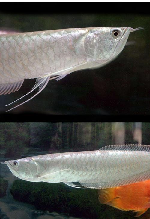 白色銀龍魚多少錢一條啊圖片