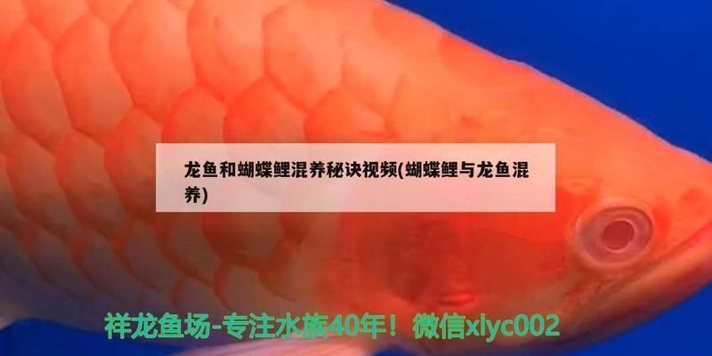 龍魚和蝴蝶鯉能一起養嗎：龍魚和蝴蝶鯉可以一起養