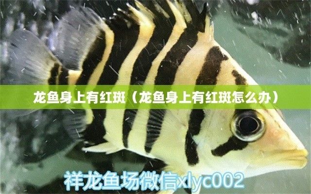 龍魚色斑，龍魚身上出現(xiàn)紅斑是怎么回事