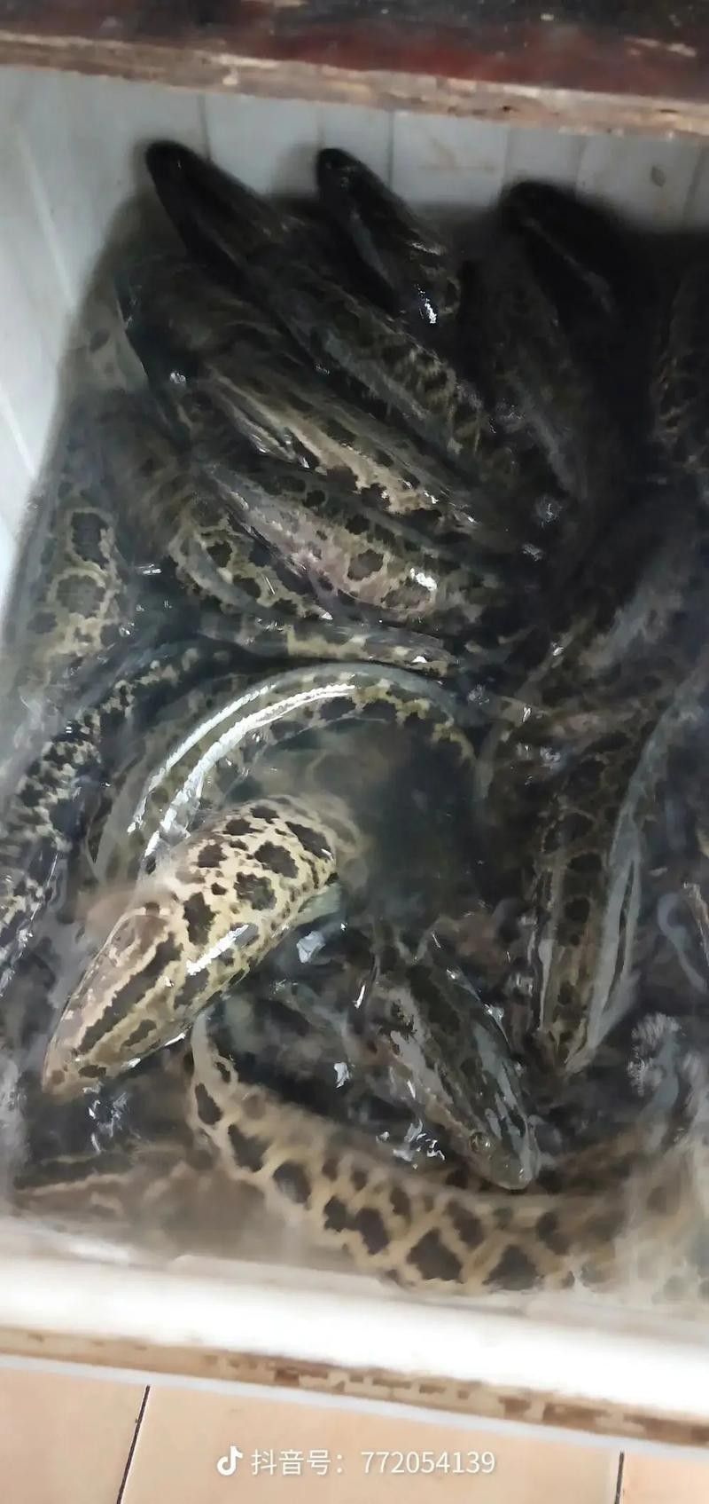 黑魚與金龍魚能混養(yǎng)嗎圖片大全