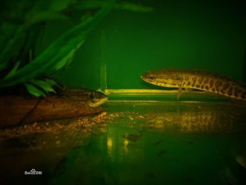 黑魚與金龍魚能混養(yǎng)嗎圖片大全