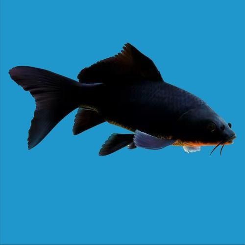 黑魚與金龍魚能混養(yǎng)嗎圖片大全
