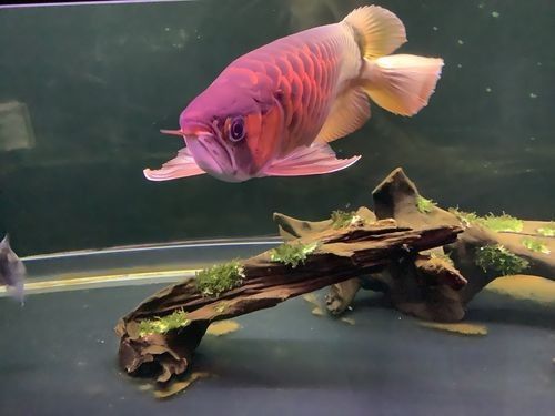 黑魚與金龍魚能混養(yǎng)嗎圖片大全