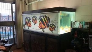 龍魚適合多大魚缸：養(yǎng)龍魚時(shí)，選擇合適的魚缸尺寸至關(guān)重要，因?yàn)樗苯佑绊懡】岛蜕钯|(zhì)量