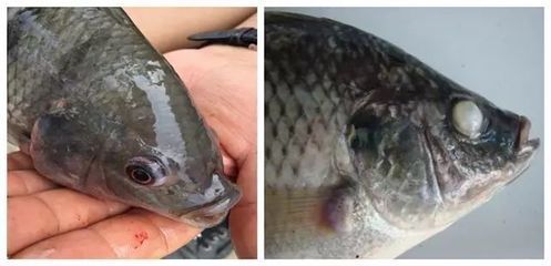龍魚身上有片鱗片發白怎么辦：龍魚身上鱗片發白怎么辦