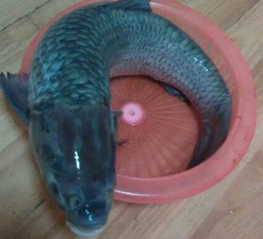 龍魚身上有片鱗片發白怎么辦：龍魚身上鱗片發白怎么辦