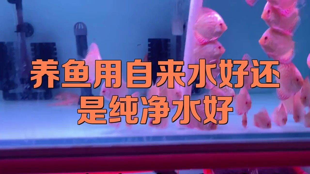龍魚換水用純凈水可以嗎