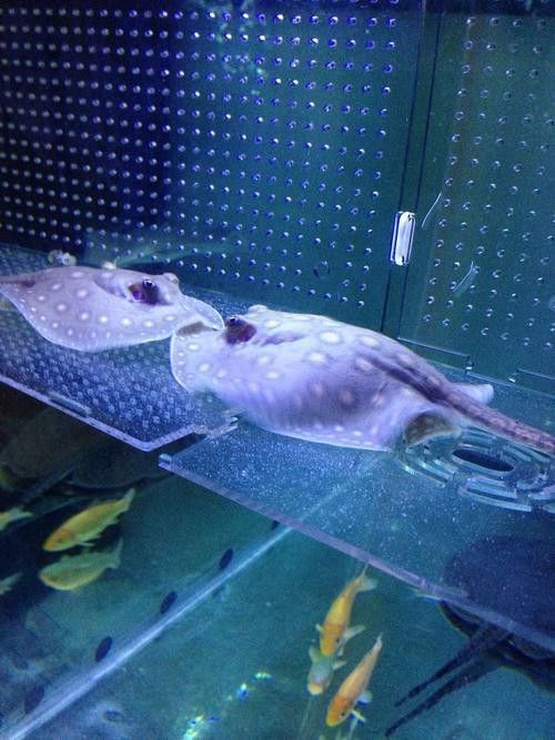 什么叫福龍魚的圖片大全集