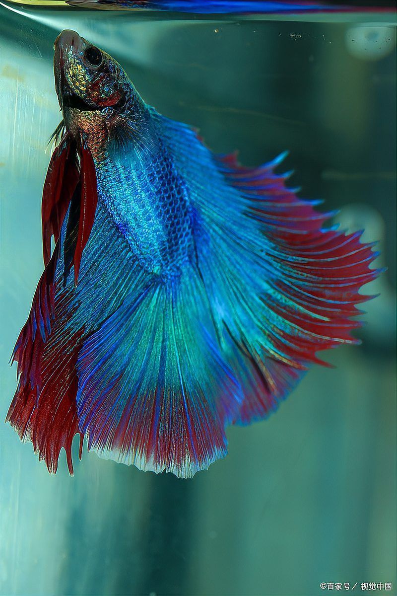 哪些藥物對紅龍魚有毒？