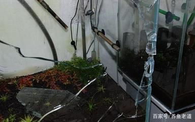 魚(yú)化龍吊墜適合什么人
