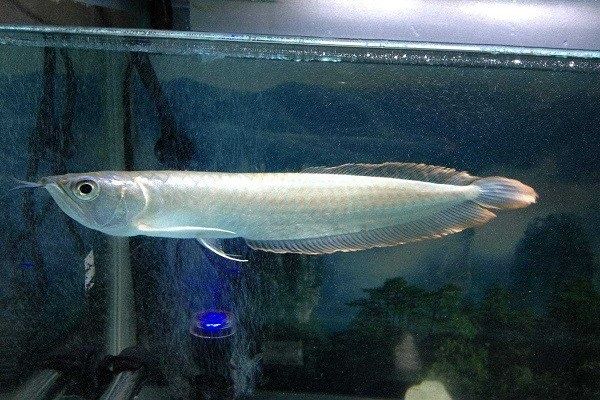 紅辣椒紅龍魚圖片高清大全（紅辣椒紅龍魚圖片高清大全集）
