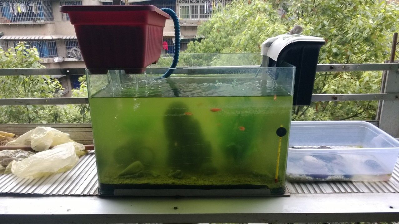 觀賞魚紅龍魚圖（觀賞魚紅龍魚圖片）