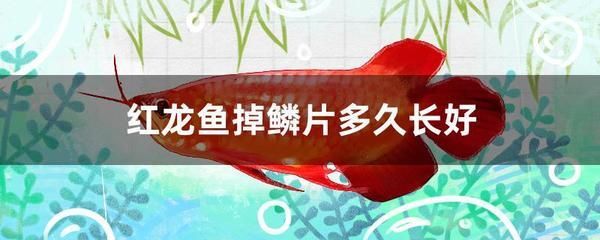 紅龍魚身上發(fā)白是由于水霉病或者白點(diǎn)病引起的，應(yīng)對策略：紅龍魚身上發(fā)白可能是由于水霉病引起的，應(yīng)對策略