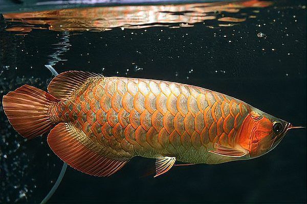 如何鑒別福龍魚是否染色？