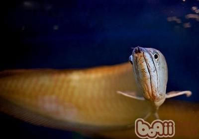 龍魚之：龍魚養(yǎng)殖技術(shù)與環(huán)境管理
