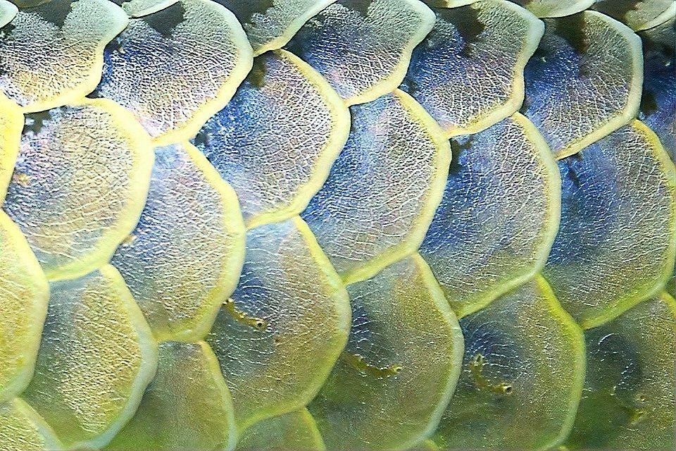 如何判斷龍魚鱗片充血的嚴重程度