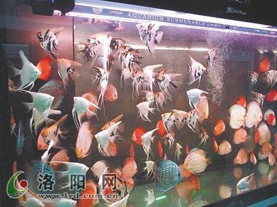 燕魚能和金龍魚混養嗎（燕魚和金龍魚是否適合混養，燕魚和金龍魚在生態環境上有可能混養）
