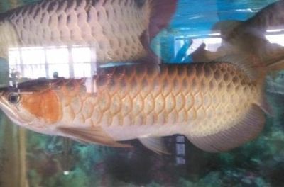 網(wǎng)上購(gòu)買(mǎi)的金龍魚(yú)為什么便宜，主要有以下幾個(gè)原因：網(wǎng)上的金龍魚(yú)為什么便宜，
