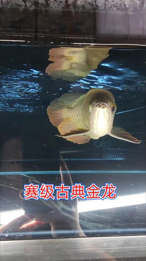 老龍魚圖片