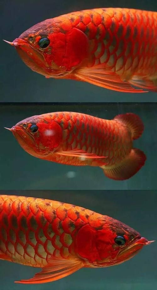 老龍魚圖片
