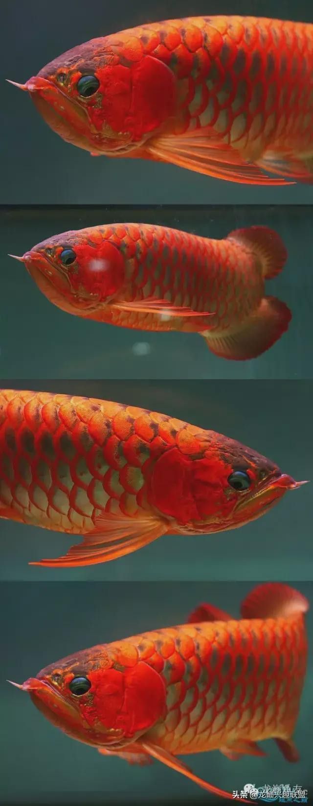 老龍魚圖片