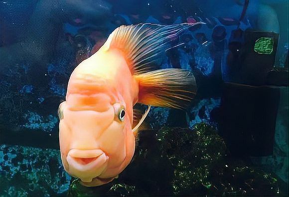 老龍魚圖片