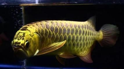 龍魚緊張?jiān)趺崔k：如何緩解龍魚的緊張情緒