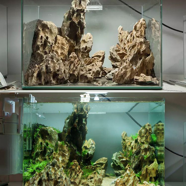 魚缸造景設計草圖，水草選擇與搭配指南