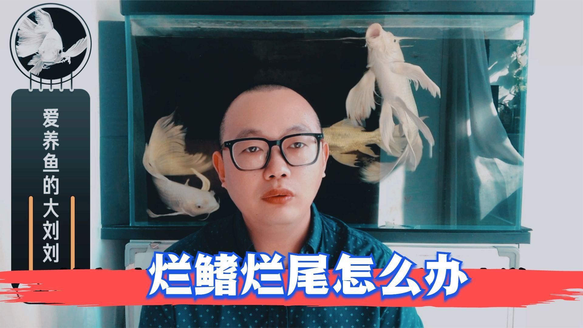 如何判斷錦鯉爛尾爛鰭的嚴重程度？