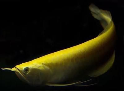龍魚的級別及價格表大全（龍魚的級別及價格表）