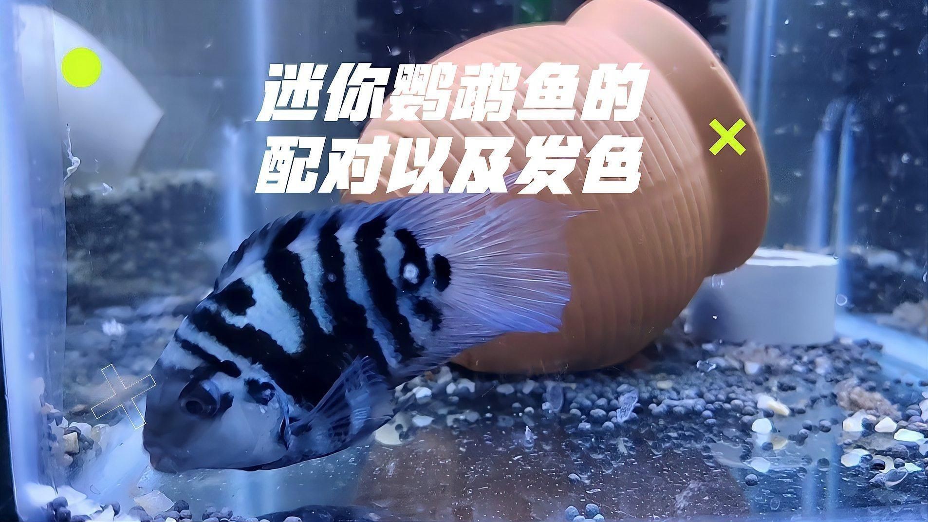 迷你鸚鵡魚配對的前兆