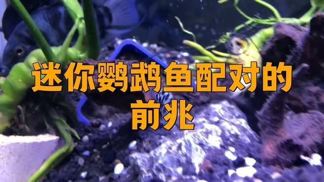 迷你鸚鵡魚配對的前兆