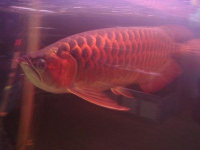 紅龍魚(yú)價(jià)格多少正常(紅龍魚(yú)的價(jià)格一般在多少錢(qián)?) 龍魚(yú)百科 第2張 紅龍魚(yú)價(jià)格多少正常(紅龍魚(yú)的價(jià)格一般在多少錢(qián)?) 紅龍魚(yú)價(jià)格多少正常(紅龍魚(yú)的價(jià)格一般在多少錢(qián)?) 龍魚(yú)百科 第2張