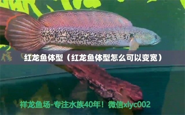 紅龍魚體型在什么時候變寬了（關于紅龍魚體型變寬時間的詳細信息）