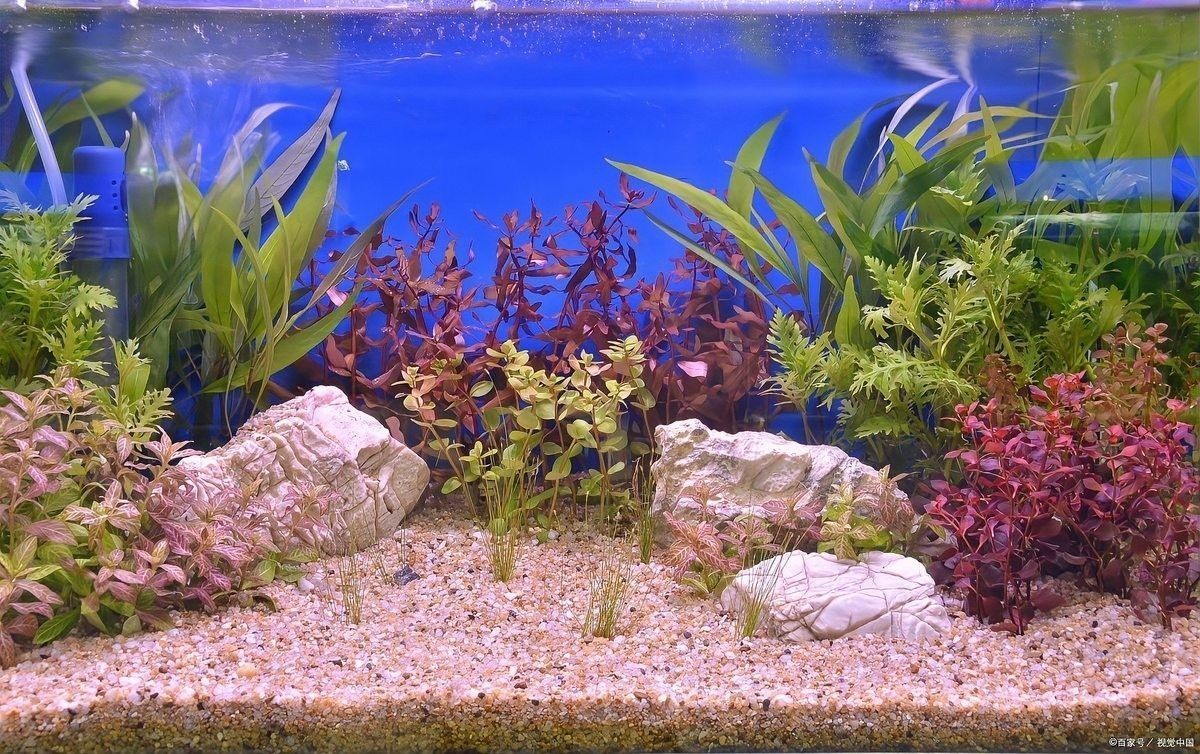 龍魚缸照明需要多長時間？