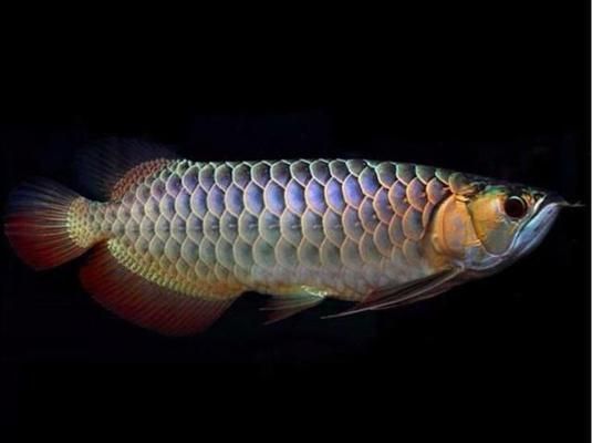 怎樣選金龍魚(yú)（挑選金龍魚(yú)時(shí)了解其特征和注意事項(xiàng)是非常重要的）